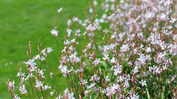 Gaura – "Whirling butterflies" flower