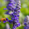 Salvia – bee-attracting flower