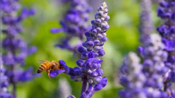 Salvia – bee-attracting flower