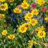 Coreopsis – cheerful bloomer