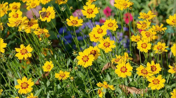 Coreopsis – cheerful bloomer