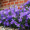 Canterbury bells – delicate bell-like flowers