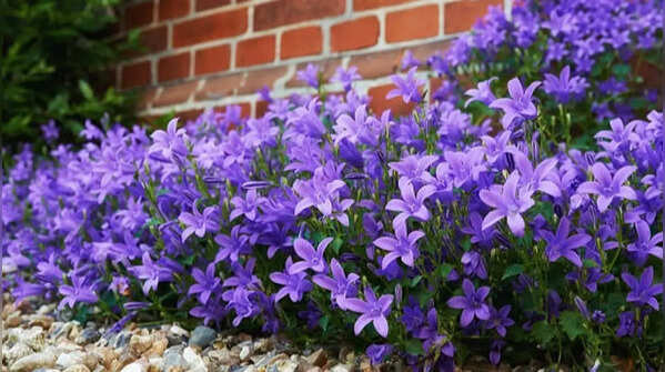 Canterbury bells – delicate bell-like flowers