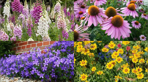 Canterbury Bells to Foxgloves in June: 6 low-maintenance plants that can help fill garden gaps
