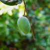 Keitt Mango (United States and Mexico)