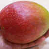 Haden Mango (United States)