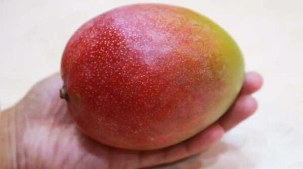 Haden Mango (United States)