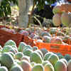 Kent Mango (Peru, Ecuador and Mexico)