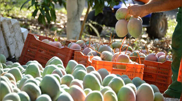 Kent Mango (Peru, Ecuador and Mexico)
