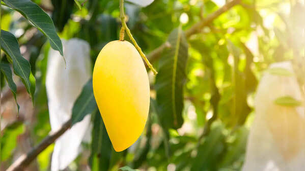 Nam Dok Mai (Thailand)