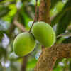Ataulfo Mango (Mexico)