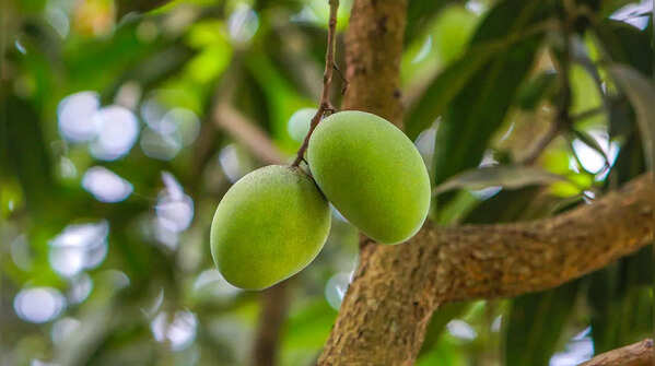 Ataulfo Mango (Mexico)