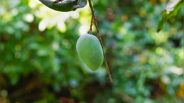 Irwin Mango (Japan)