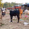 Article image for: Stray cattle continue to pose problems at Mattuthavani market