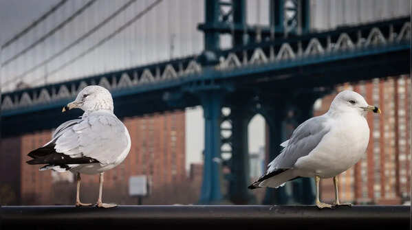 A birdy haven