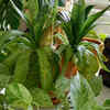 Indoor plants as cooling elements