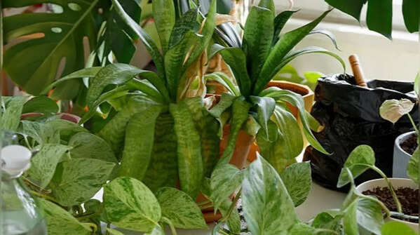 Indoor plants as cooling elements