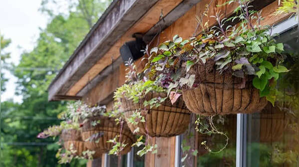 Providing sufficient sunlight