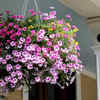 Plant combination for dense growth
