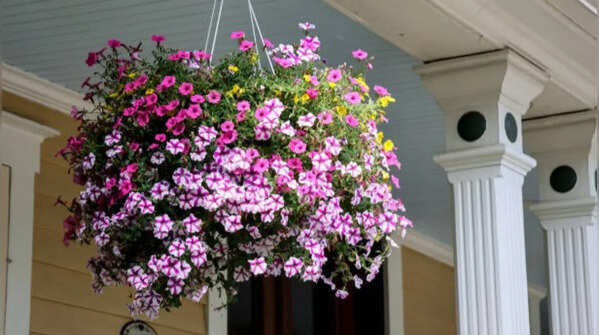 Plant combination for dense growth