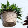 Feeding hanging baskets properly