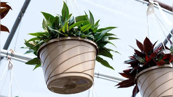 Feeding hanging baskets properly