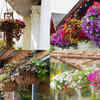 Article image for: Hanging baskets turning thin: 7 Smart care tips to keep them overflowing with flowers