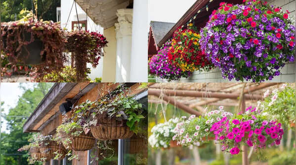 Hanging baskets turning thin: 7 Smart care tips to keep them overflowing with flowers