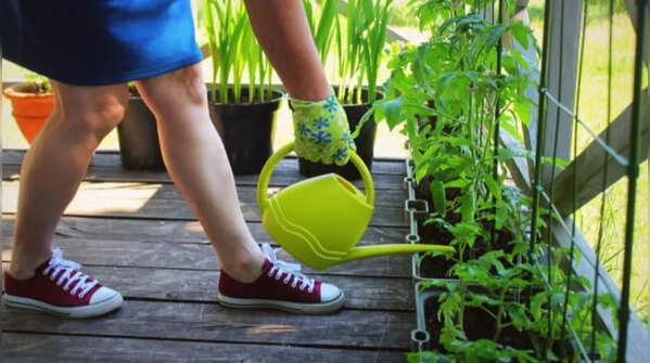Develop a proper watering and drainage scheme