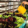 Article image for: Go for space-saving vertical gardening