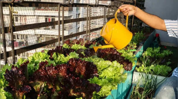 Go for space-saving vertical gardening