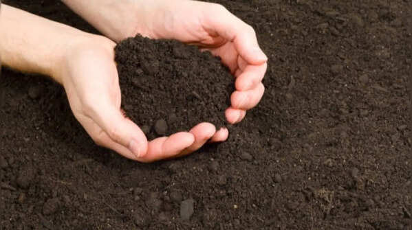 Potting soil – The choice of indoor gardeners