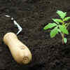 Article image for: Compost vs potting soil vs topsoil: What sets them apart and when each should be used for best gardening results