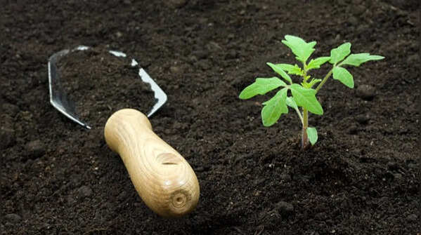Compost vs potting soil vs topsoil: What sets them apart and when each should be used for best gardening results