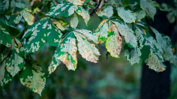 Excessive sunlight and heat stress