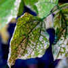 Nutrient imbalance in soil