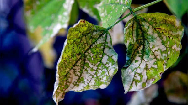 Nutrient imbalance in soil