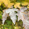 Article image for: Poor air circulation around plants