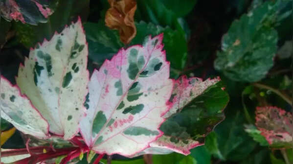 Powdery mildew – The most common cause