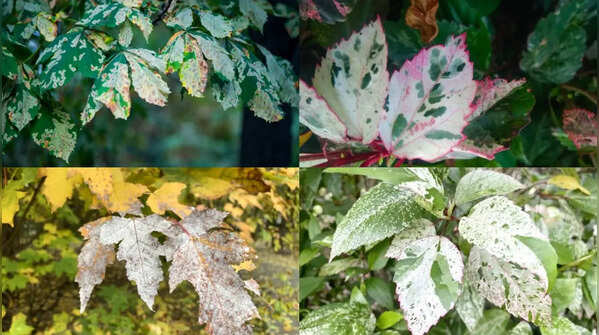 Leaves turning chalky white: Here’s the reason behind it and how to fix it