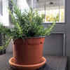 Rosemary – stylish and fragrant herb for everyone
