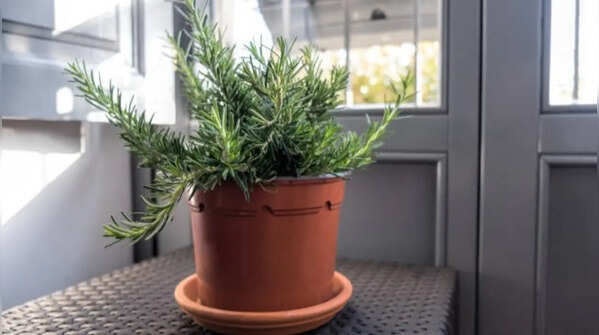 Rosemary – stylish and fragrant herb for everyone