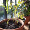 Lemongrass – An excellent fragrance plant to grow at home
