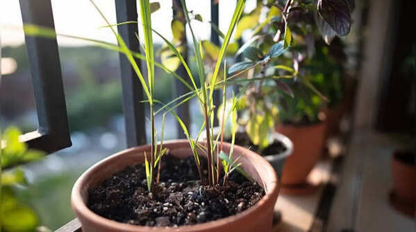 Lemongrass – An excellent fragrance plant to grow at home