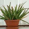 Aloe Vera – A multi-purpose balcony garden must-have