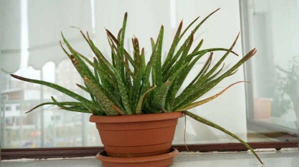 Aloe Vera – A multi-purpose balcony garden must-have