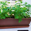 Mint – quick and versatile fragrant herb