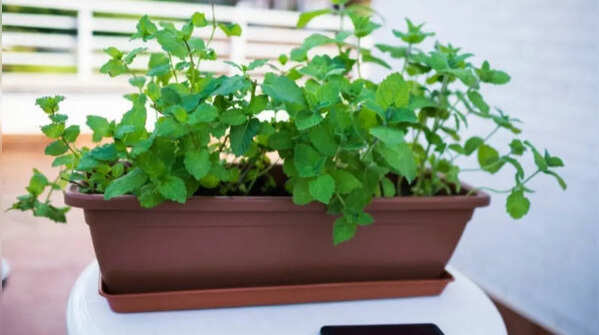 Mint – quick and versatile fragrant herb