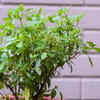 Tulsi – A multitude of advantages from one pot plant