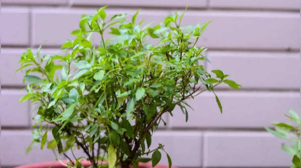 Tulsi – A multitude of advantages from one pot plant